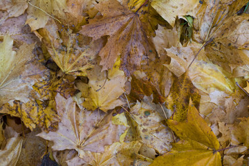 autumn leaves background