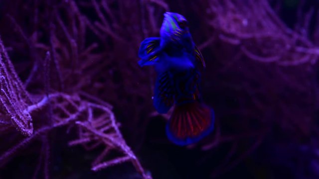 Nice mandarin fish in coral sea aquarium pets nature 4k video