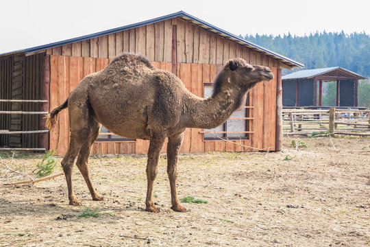 Camel farm in Raksi zoo. Big cammels in spring. Travel photo 2019.