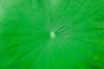 Texture green lotus leaf for background