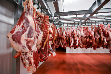 Close up of a half cow chunks fresh hung and arranged in a row in a large, lights fridge in the...