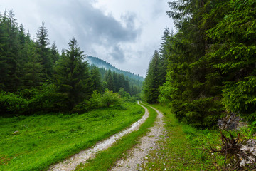 Fototapeta na wymiar Beautiful country road in a fir tree forest, in the mountains, on a rainy day
