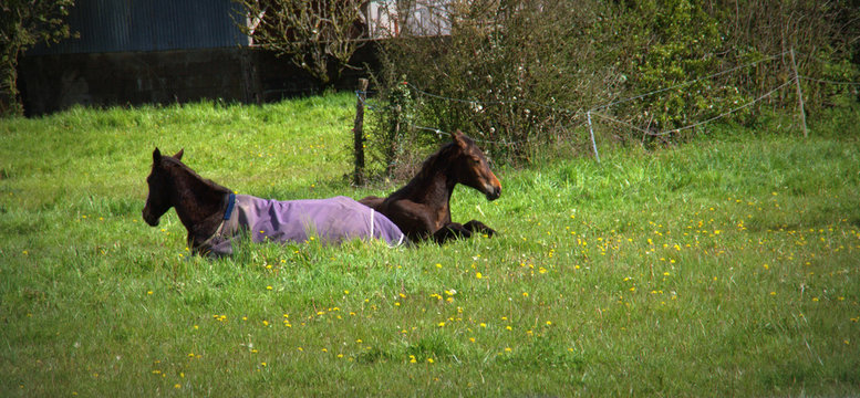 cheval couché dans un champs avec une couverture de protection