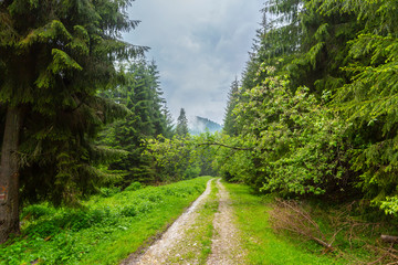 Fototapeta na wymiar Beautiful country road in a fir tree forest, in the mountains, on a rainy day