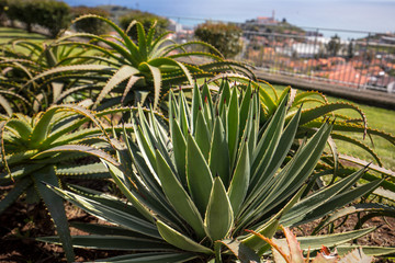  Green big leaves of Agave Succulent Plant