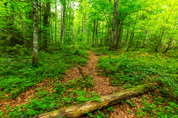 Mountain scenery in the Alps in summer, with green forests, on a rainy day