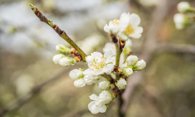 Blüte des Pflaumenbaum im Frühling