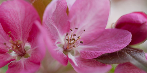 Fototapeta na wymiar bright tender pink sakura flowers