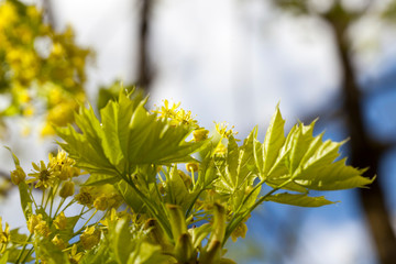 Young leaves and flowers of maples