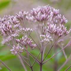 gentle beautiful blooming eupatorium with small delicate buds