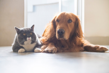 British short-haired cats and golden retriever dogs get along amicably