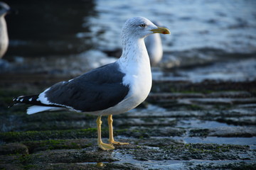 Fototapeta premium seagull on rock