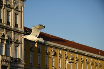 seagull in flight