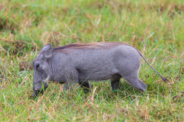 one young warthog (phacochoerus aethiopicus) in grassland