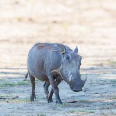 side view of warthog (phacochoerus aethiopicus) standing in savanna