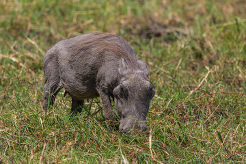 one young warthog (phacochoerus aethiopicus) in green grassland
