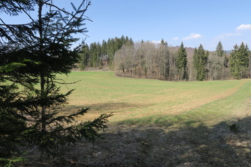 Waldlichtung bei Fridingen (Donau) 