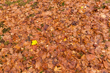 autumnal orange foliage