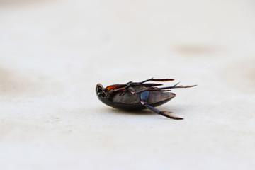 Black weevil insect lie supine on the floor.