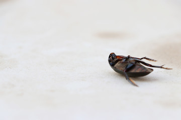 Black weevil insect lie supine on the floor.