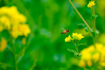 菜の花とミツバチ