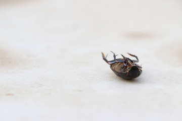 Black weevil insect lie supine on the floor.