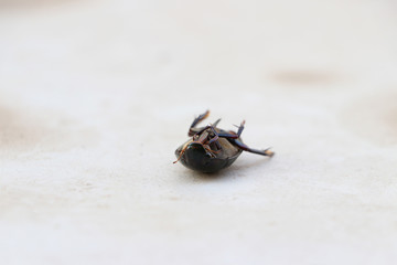 Black weevil insect lie supine on the floor.