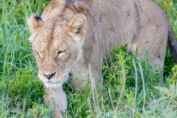 Portrait Lion in Tanzania