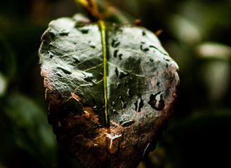 Macro Leaf Shot with Rain Water