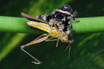 spider is eating grasshopper