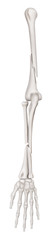 Ulna- Radius and Humerus Fractures or Broken Arms completed displaced fracture type anterior view- 3D Medical illustration- Healthcare- Human Anatomy and Medical Concept-Isolated white background.