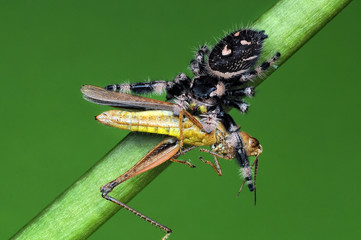 spider is eating grasshopper