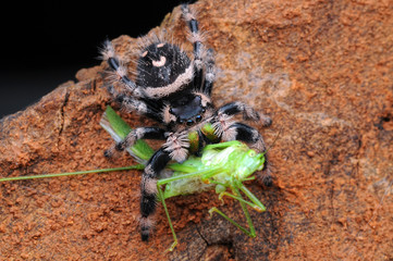 spider is eating grasshopper