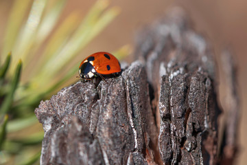 Seven Spot Ladybird. Cocinella septempunctata.