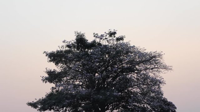 Trees in the evening light