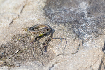 Juvenile european sand lizard on a rock