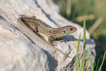 Juvenile european sand lizard on a rock