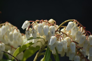 Traubenheide (Leucothoe)