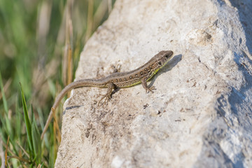 Juvenile european sand lizard on a rock