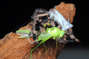 spider is eating grasshopper