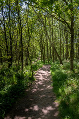 Fototapeta na wymiar Footpath leading through green adn lush forest in Kullaberg Sweden