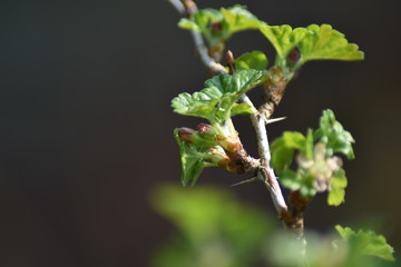 Austreibende Stachelbeere