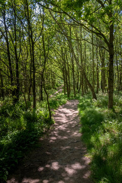 Footpath leading through green adn lush forest in Kullaberg Sweden