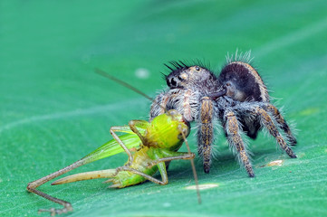 spider is eating grasshopper