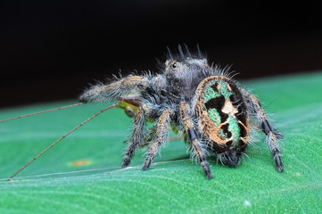 spider is eating grasshopper