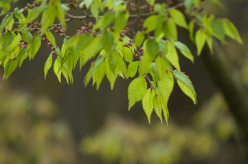 Fototapeta premium closeup of japanese maple leaves in a japanese garden