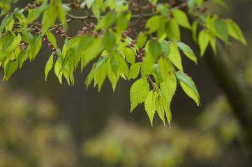 closeup of japanese maple leaves in a japanese garden