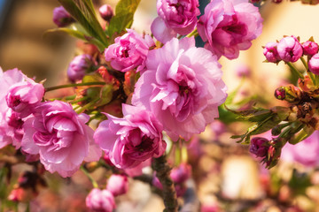 Fototapeta na wymiar Japanische Blütenkirsche
