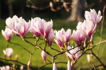 Obraz premium Magnolienblüte