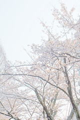 桜　sakura　Cherry Blossom